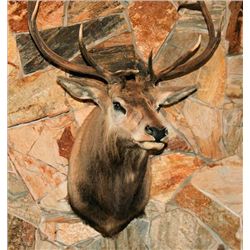 Elk mounted head base