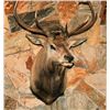 Image 1 : Elk mounted head base