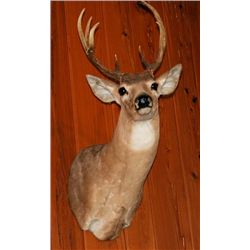 Buck Deer mounted head