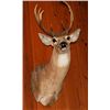 Image 1 : Buck Deer mounted head