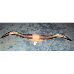 Bull Horns Mounted - Leather - Board 66"