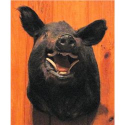 Mounted Boar's Head