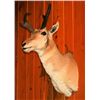 Image 1 : Antelope mounted head