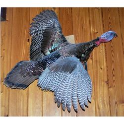 Mounted Wild Turkey