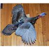 Image 1 : Mounted Wild Turkey
