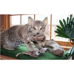 Mounted Bobcat with 2 Quail