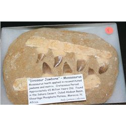 "Dinosaur Jawbone"-Mosasaurus. Cretaceous Period. Approx. 65 Million Yrs. Old Found in the Sahara De