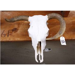 Small Bull Skull with 1 Turned Horn