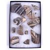 Image 1 : 11 Anasazi Shards in Riker Mount
