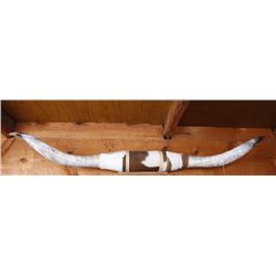 Large 70" Spread Bull Horns