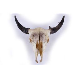Skull with Bull Horns