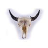 Image 1 : Skull with Bull Horns