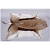 Image 1 : Antelope Pelt