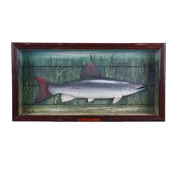 Hand Carved Salmon in Shadowbox