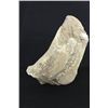 Image 1 : Large antique fossil