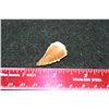 Image 1 : Mosasaurus Tooth