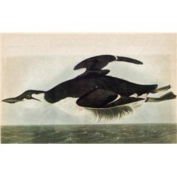 ~ BRUNNICH MURRE ~ The Birds of America - John James Au