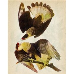 ~ Audubons Caracara ~ The Birds of America - John James
