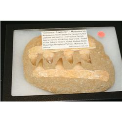 "Dinosaur Jawbone"-Mosasaurus Teeth. Cretaceous Period Approx. 65 Million Yrs Old, Found in the Saha
