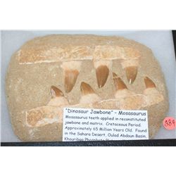 "Dinosaur Jawbone"-Mosasaurus Teeth. Cretaceous Period Approx. 65 Million Yrs Old, Found in the Saha