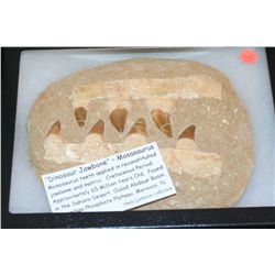 "Dinosaur Jawbone"-Mosasaurus Teeth. Cretaceous Period, Approx. 65 Million Yrs Old. Found in the Sah