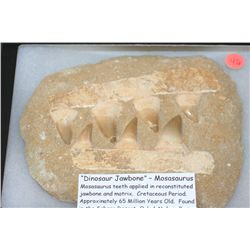 "Dinosaur Jawbone"-Mosasaurus Teeth. Cretaceous Period, Approx. 65 Million Yrs. Old. Found In the Sa