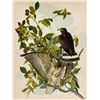 Image 1 : MWF1567~ BROAD WINGED HAWK ~ FRAMED MATTED PRINT ~ 14 X