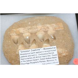 "Dinosaur Jawbone"-Mosasaurus Teeth. Cretaceous Period, Approx. 65 Million Yrs Old. Found in the Sah