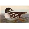 Image 1 : Audubon "Barrow's Golden Eye" - 1937 Lithograph