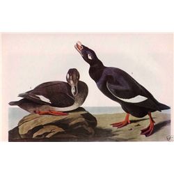 Audubon "White Winged Scoter" - 1937 Lithograph