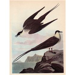 Audubon "Long Tailed Jaeger" - 1937 Lithograph