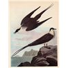 Image 1 : Audubon "Long Tailed Jaeger" - 1937 Lithograph