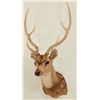 Image 1 : Axis Deer Shoulder Mount