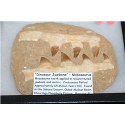 "Dinosaur Jawbone"-Mosasaurus Teeth. Cretaceous Period, Approx. 65 Million Years Old. Found in the S