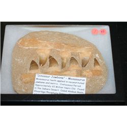 "Dinosaur Jawbone"-Mosasaurus Teeth. Cretaceous Period, Approx. 65 Million Yrs Old. Found in the Sah