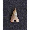 Image 1 : Sahara Neolithic point measures approx 1 inch