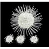 Image 2 : Handcrafted Glass Sea Urchin Mom & Kids (DEC-374)