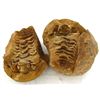 Image 1 : 855ct Natural Tribolite Fossil Uncleaned In Nodule (MIN-000204)