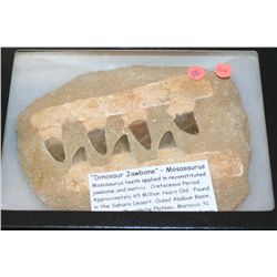 "Dinosaur Jawbone"-Mosasaurus Teeth. Cretaceous Period, Approx. 65 Million Yrs. Old. Found in the Sa