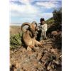 Image 1 : 5 DAY FREE RANGING AOUDAD SHEEP HUNT IN WEST TEXAS FOR 1 HUNTER AND 1 NON-HUNTER