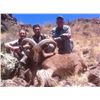 Image 3 : 5 DAY FREE RANGING AOUDAD SHEEP HUNT IN WEST TEXAS FOR 1 HUNTER AND 1 NON-HUNTER