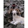 Image 1 : ALASKA TOK MANAGEMENT AREA DALL SHEEP HARVEST PERMIT (SS 102)