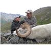Image 2 : ALASKA TOK MANAGEMENT AREA DALL SHEEP HARVEST PERMIT (SS 102)