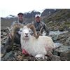 Image 3 : ALASKA TOK MANAGEMENT AREA DALL SHEEP HARVEST PERMIT (SS 102)