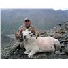 Image 5 : ALASKA TOK MANAGEMENT AREA DALL SHEEP HARVEST PERMIT (SS 102)