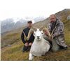 Image 7 : ALASKA TOK MANAGEMENT AREA DALL SHEEP HARVEST PERMIT (SS 102)