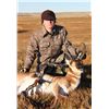 Image 3 : 3 DAY WYOMING ANTELOPE HUNT FOR 1 HUNTER AND SHOULDER MOUNT TAXIDERMY