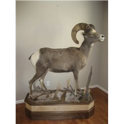 WESTERN WILDLIFE TAXIDERMY 50% OFF LIFE-SIZE SHEEP OR GOAT MOUNT  (NEW CLIENTS ONLY)