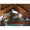 Image 2 : WESTERN WILDLIFE TAXIDERMY 50% OFF LIFE-SIZE SHEEP OR GOAT MOUNT  (NEW CLIENTS ONLY)