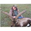 Image 5 : 4 DAYS FOR 1 HUNTER IN SPAIN INCLUDES RONDA IBEX TROPHY FEE AND TAXIDERMY CREDIT